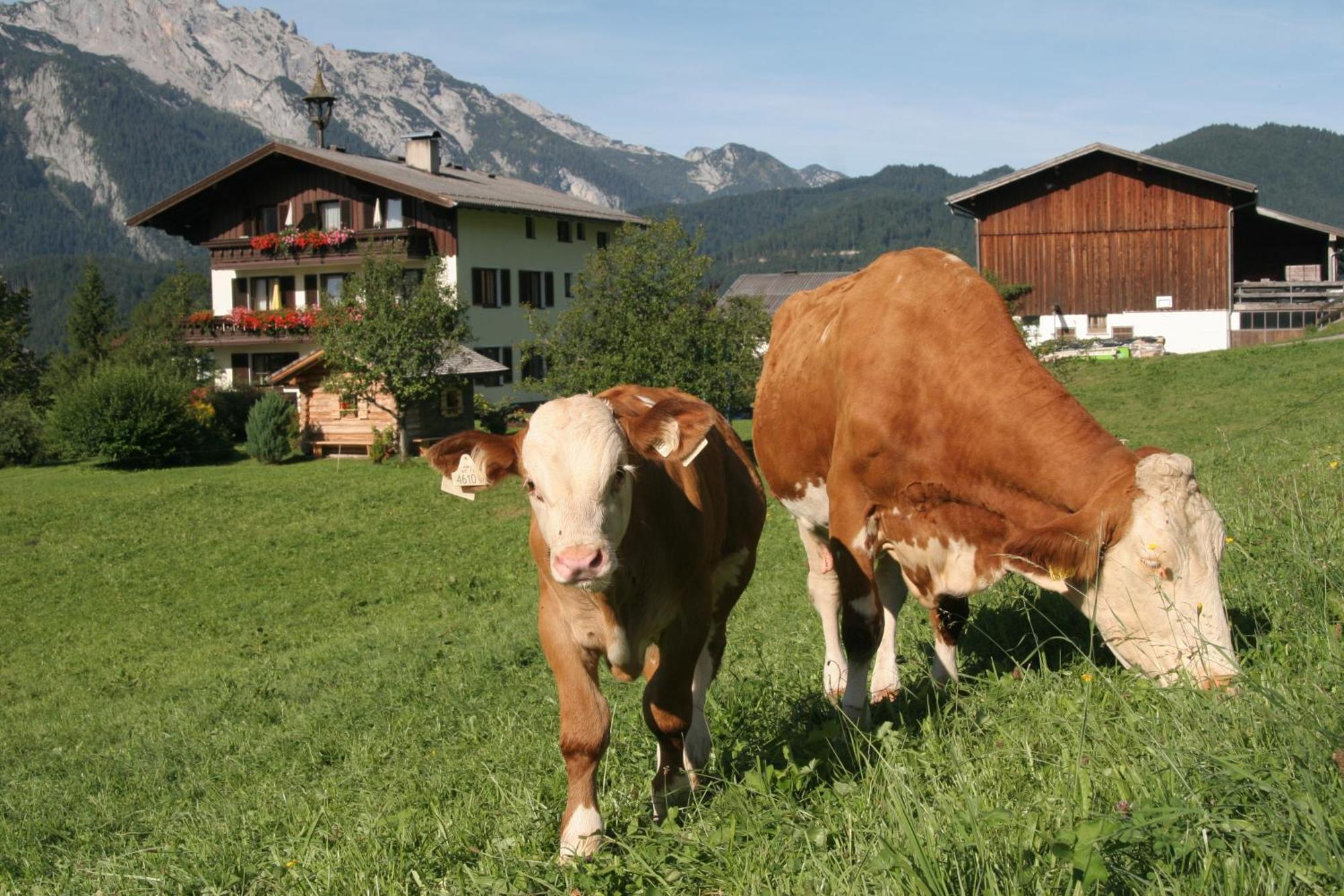 Ferienappartements Schrattengut Abtenau Exterior photo